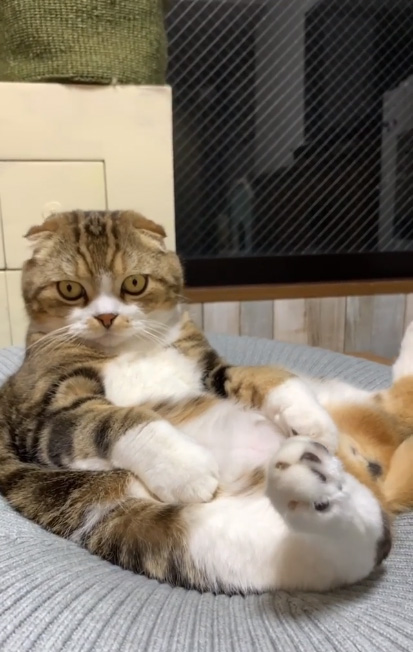 びっくり顔のうずらちゃん