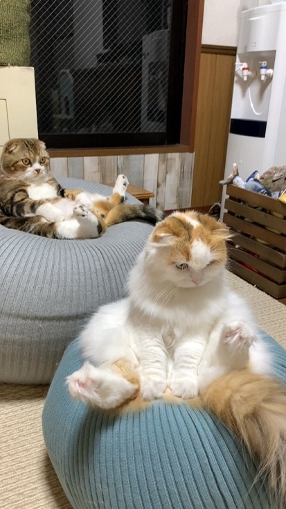 バランスボールうずらちゃんとイクラちゃん