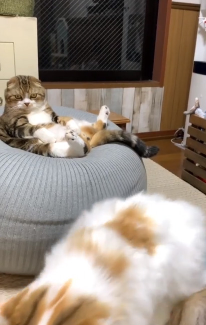 イクラちゃん移動