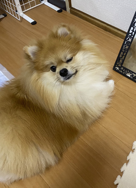 宗次郎Jrくんウインク