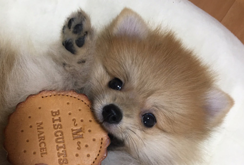 宗次郎Jrくんアップ