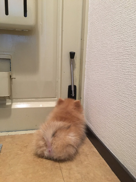 扉の前でスタンバイする宗次郎Jrくん