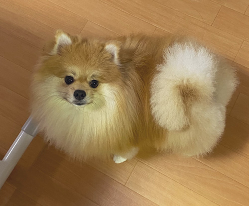 宗次郎Jrくん全身