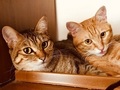 【ベストショット】面白いポーズの猫ちゃんたち 2020年10月号