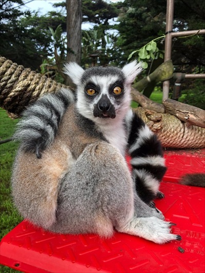 サンフランシスコ動物園のワオキツネザルが行方不明