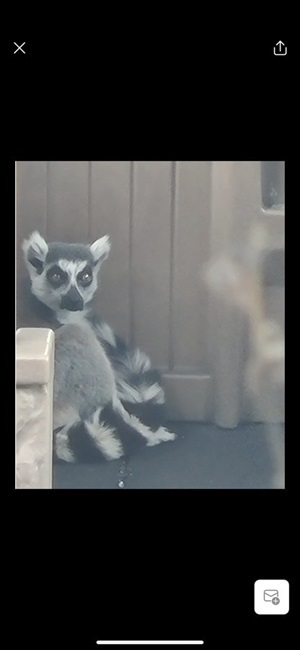 サンフランシスコ動物園のワオキツネザルが行方不明