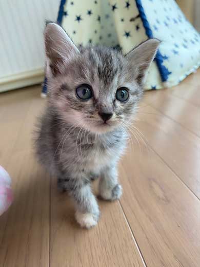 里芋 畑 夫 旦那さん 子猫 抱きかかえて 帰ってきた 捨て猫