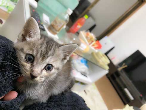 里芋 畑 夫 旦那さん 子猫 抱きかかえて 帰ってきた 捨て猫