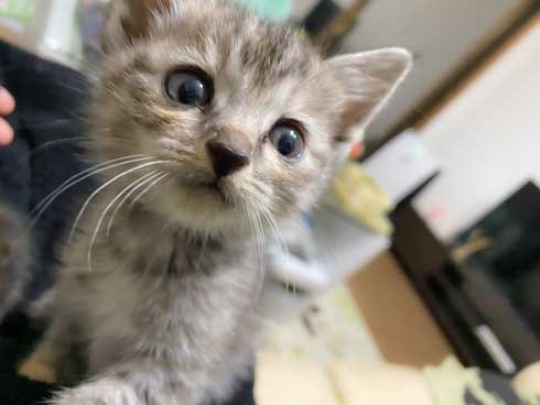 里芋 畑 夫 旦那さん 子猫 抱きかかえて 帰ってきた 捨て猫