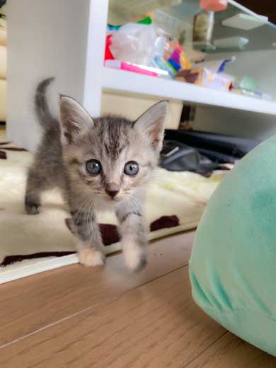 里芋 畑 夫 旦那さん 子猫 抱きかかえて 帰ってきた 捨て猫