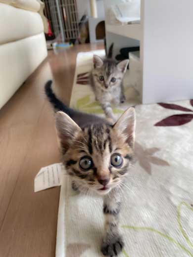里芋 畑 夫 旦那さん 子猫 抱きかかえて 帰ってきた 捨て猫