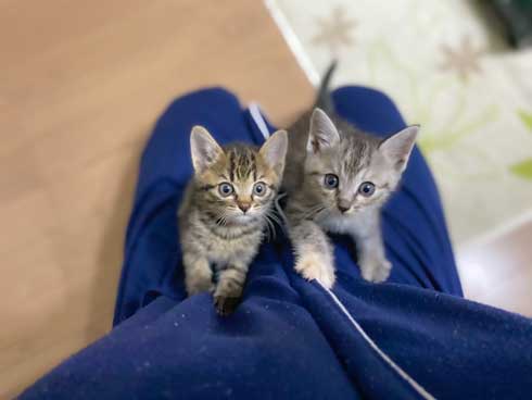 里芋 畑 夫 旦那さん 子猫 抱きかかえて 帰ってきた 捨て猫