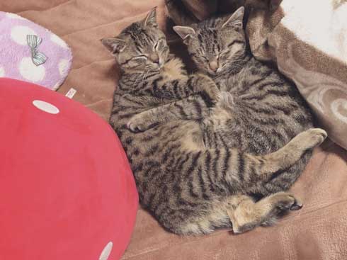 里芋 畑 夫 旦那さん 子猫 抱きかかえて 帰ってきた 捨て猫