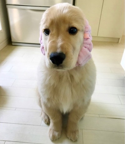 「耳の長い犬」