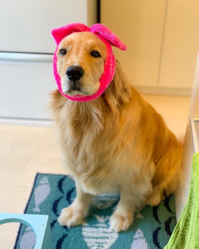 「耳の長い犬」