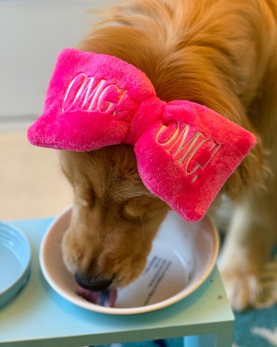 「耳の長い犬」