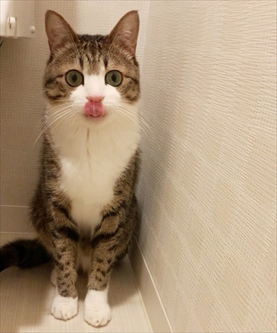 猫のすずめちゃん