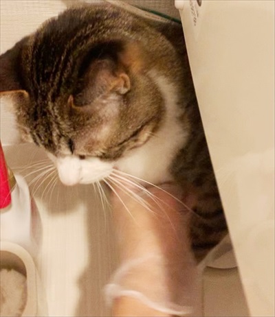 猫のすずめちゃん