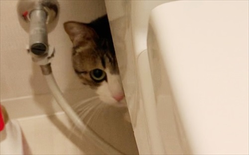 猫のすずめちゃん