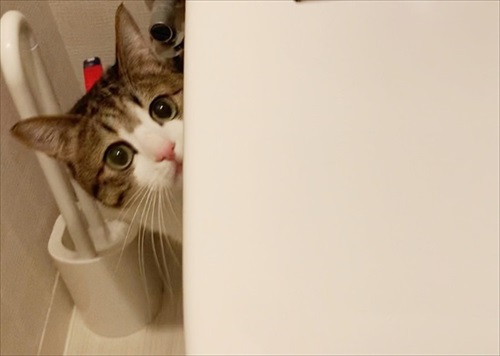 猫のすずめちゃん