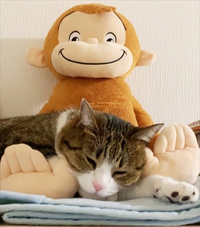 猫のすずめちゃん