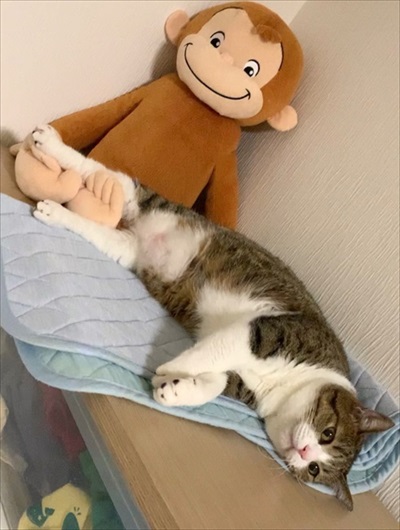 猫のすずめちゃん