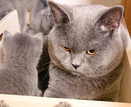 荒ぶる子どもたち 疲れはてる父 パパ 子育て 猫 家族 子猫 赤ちゃん