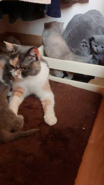 荒ぶる子どもたち 疲れはてる父 パパ 子育て 猫 家族 子猫 赤ちゃん