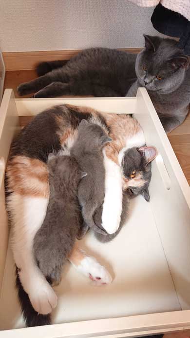 荒ぶる子どもたち 疲れはてる父 パパ 子育て 猫 家族 子猫 赤ちゃん