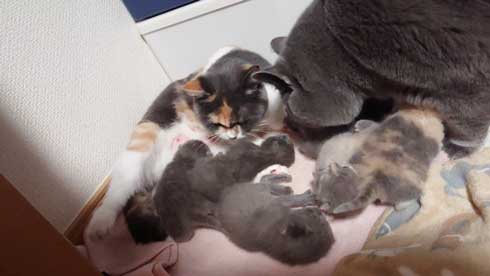 荒ぶる子どもたち 疲れはてる父 パパ 子育て 猫 家族 子猫 赤ちゃん