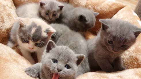 荒ぶる子どもたち 疲れはてる父 パパ 子育て 猫 家族 子猫 赤ちゃん