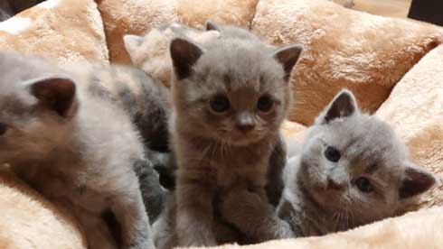 荒ぶる子どもたち 疲れはてる父 パパ 子育て 猫 家族 子猫 赤ちゃん