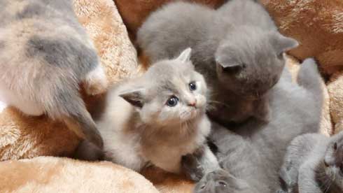 荒ぶる子どもたち 疲れはてる父 パパ 子育て 猫 家族 子猫 赤ちゃん