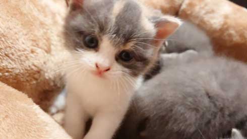 荒ぶる子どもたち 疲れはてる父 パパ 子育て 猫 家族 子猫 赤ちゃん