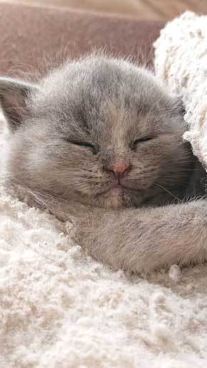 荒ぶる子どもたち 疲れはてる父 パパ 子育て 猫 家族 子猫 赤ちゃん