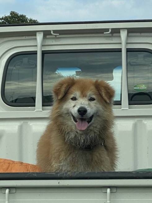 犬 チャコちゃん 田んぼ 泥遊び