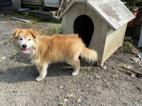 犬 チャコちゃん 田んぼ 泥遊び
