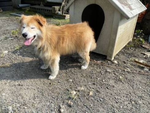 犬 チャコちゃん 田んぼ 泥遊び