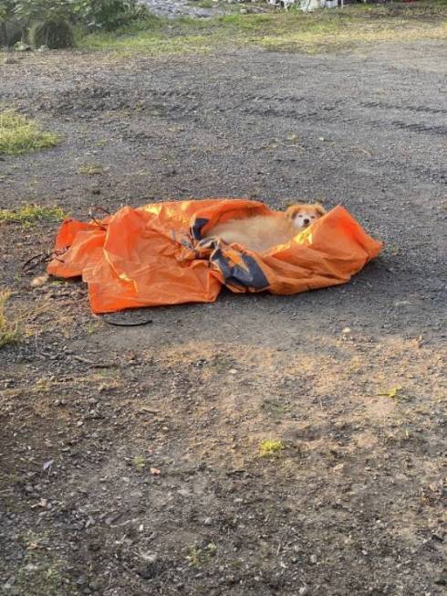 犬 チャコちゃん 田んぼ 泥遊び