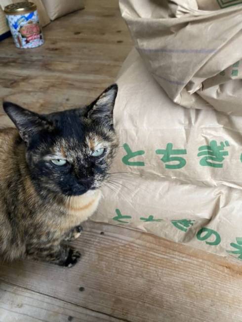 犬 チャコちゃん 田んぼ 泥遊び