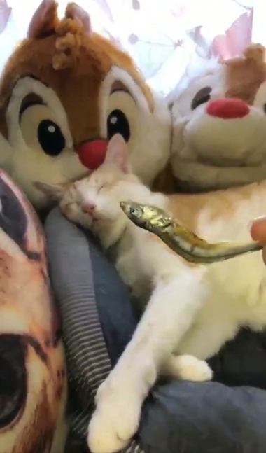 煮干しの匂いで飛び起きる猫ちゃん