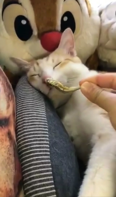 煮干しの匂いで飛び起きる猫ちゃん