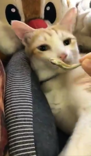 煮干しの匂いで飛び起きる猫ちゃん