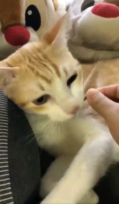 煮干しの匂いで飛び起きる猫ちゃん