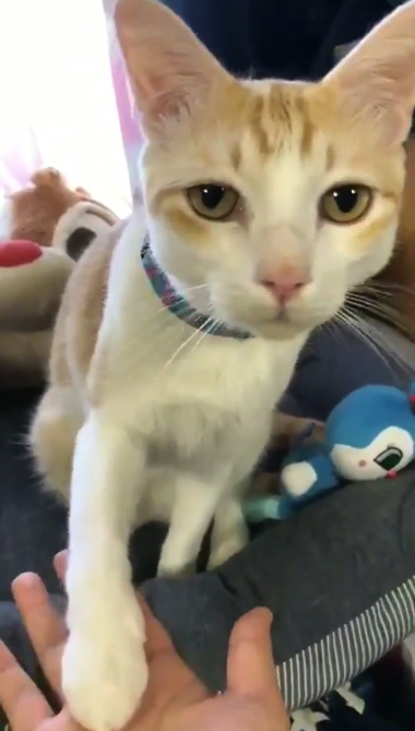 煮干しの匂いで飛び起きる猫ちゃん