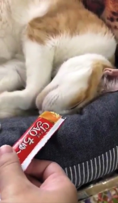 煮干しの匂いで飛び起きる猫ちゃん