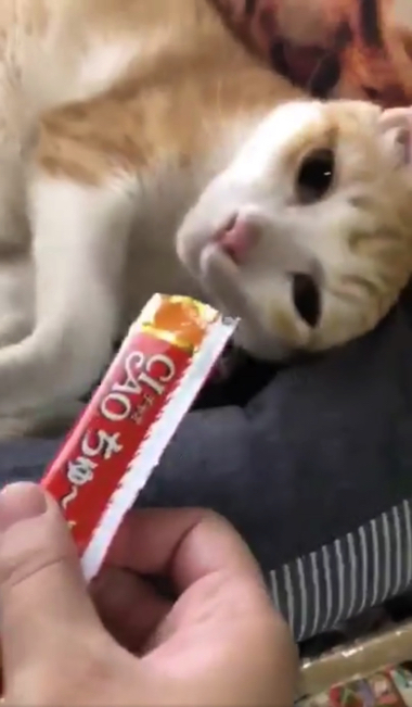 煮干しの匂いで飛び起きる猫ちゃん