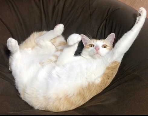 煮干しの匂いで飛び起きる猫ちゃん