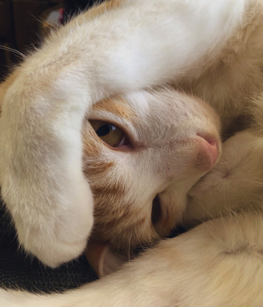 煮干しの匂いで飛び起きる猫ちゃん