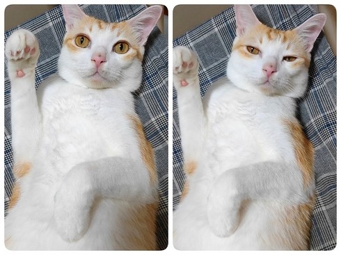 煮干しの匂いで飛び起きる猫ちゃん